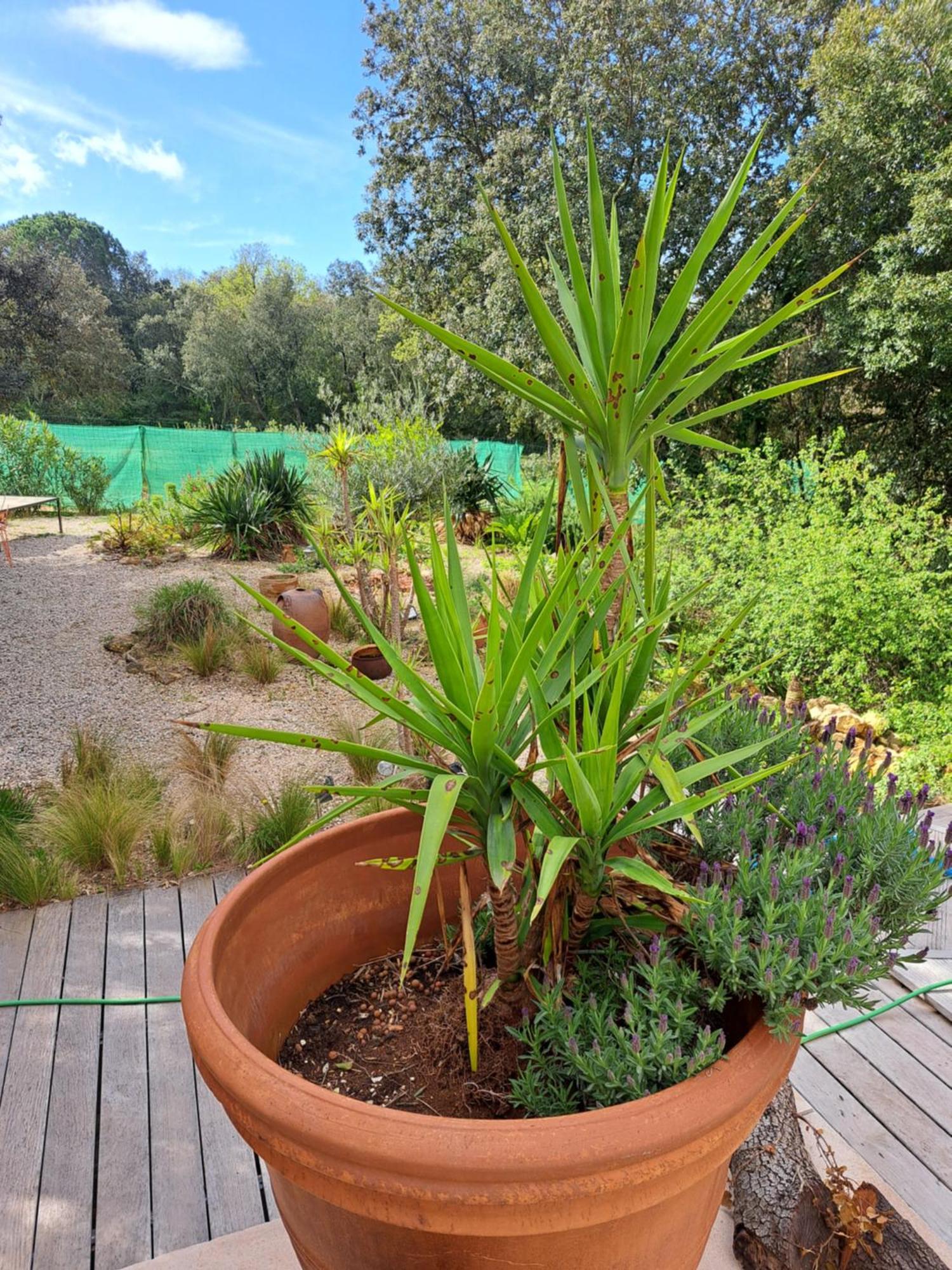 Le Calme De La Garrigue Bed and Breakfast Russan Buitenkant foto